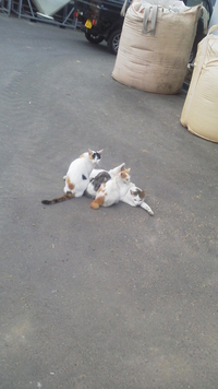 集会