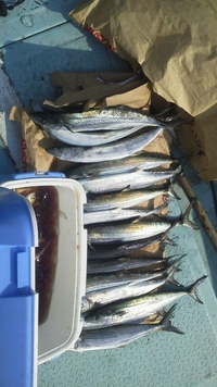 隊長！鰆(サワラ)を爆釣する