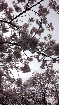 桜満開！
