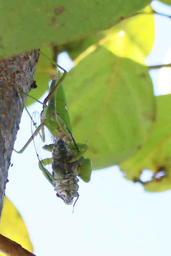 カマキリ捕食
