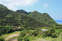 奄美のソテツ山