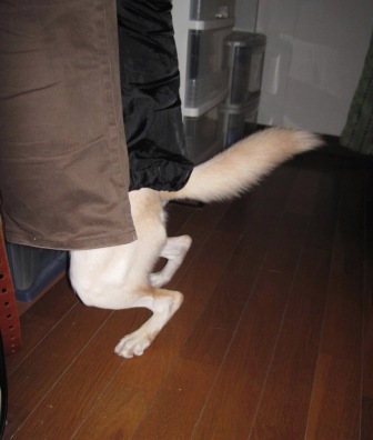 いいしょーがちでーびる