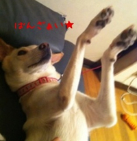iPhoneしーまアプリ