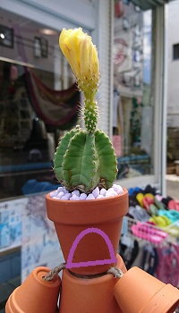 サボテン君閉じた