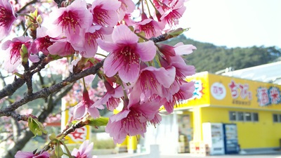 緋寒桜
