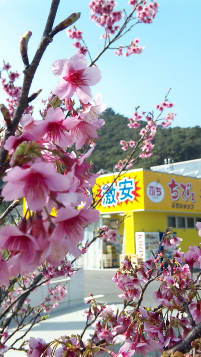 緋寒桜