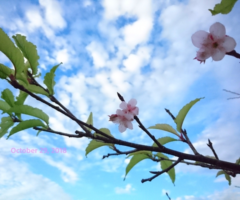 2018.10.29桜の狂い咲き