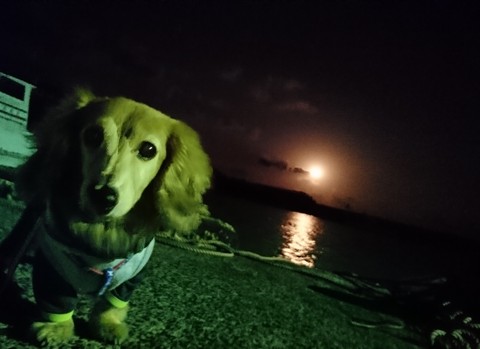 お犬サマとお月サマ