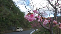 本茶峠の緋寒桜
