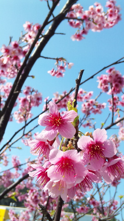 緋寒桜