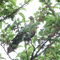 鳥まみれ є(･Θ･｡)э››