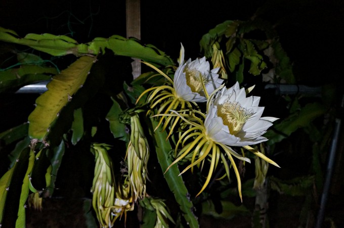 真夜中に開花する大輪の花　奄美の特産品ドラゴンフルーツの花
