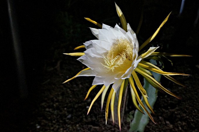 真夜中に開花する大輪の花　奄美の特産品ドラゴンフルーツの花