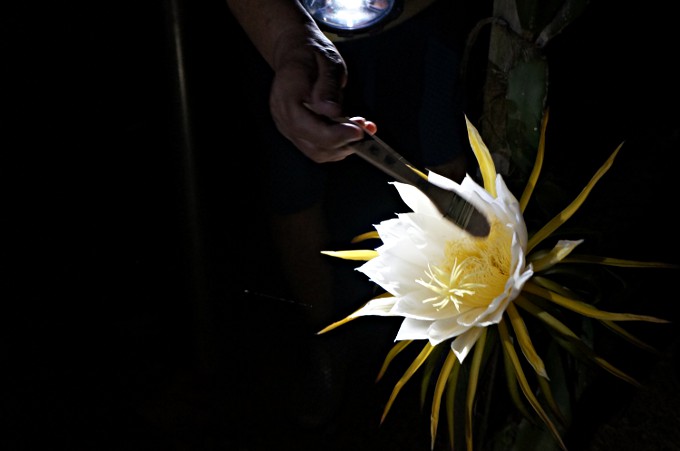 真夜中に開花する大輪の花　奄美の特産品ドラゴンフルーツの花