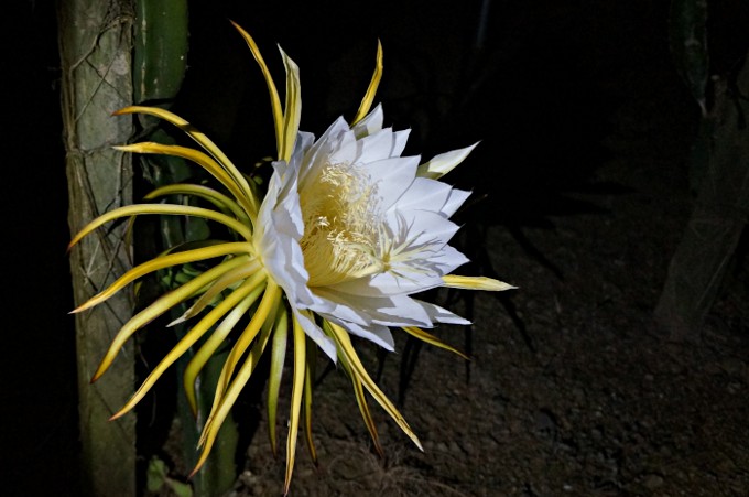 真夜中に開花する大輪の花　奄美の特産品ドラゴンフルーツの花