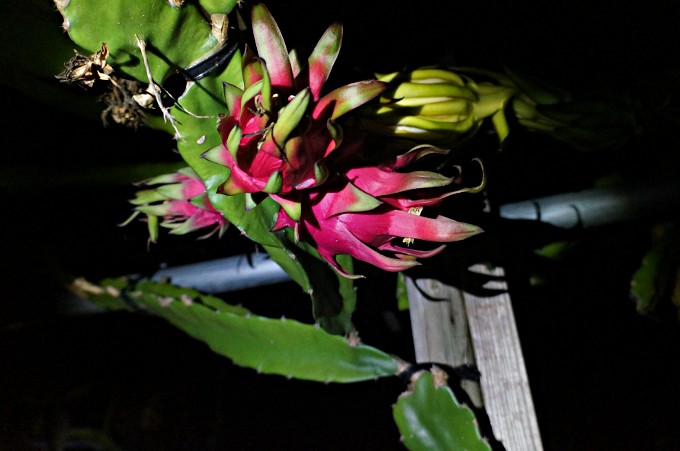 真夜中に開花する大輪の花　奄美の特産品ドラゴンフルーツの花