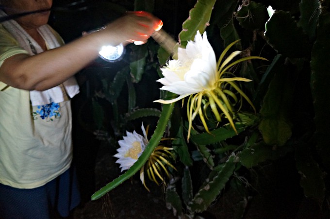 真夜中に開花する大輪の花　奄美の特産品ドラゴンフルーツの花