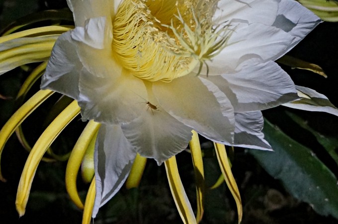真夜中に開花する大輪の花　奄美の特産品ドラゴンフルーツの花