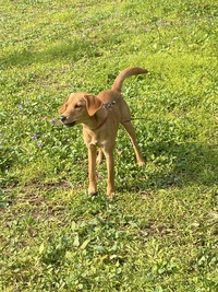 【迷い犬カイくん無事に見つかりました　３月１１日】 2025/03/10 15:02:46