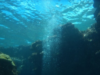 泡