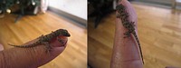 奄美大島の民家にいるミナミヤモリの赤ちゃん。