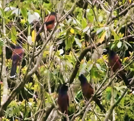 ルリカケスの集会