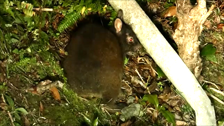 アマミノクロウサギ
