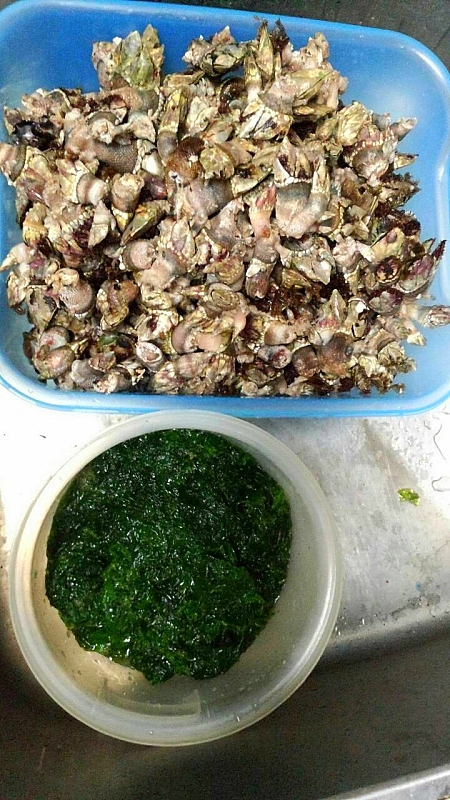 磯へ