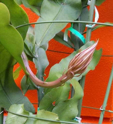 紫陽花