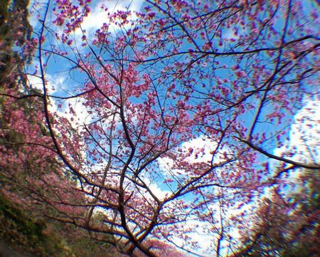 本茶峠の緋寒桜