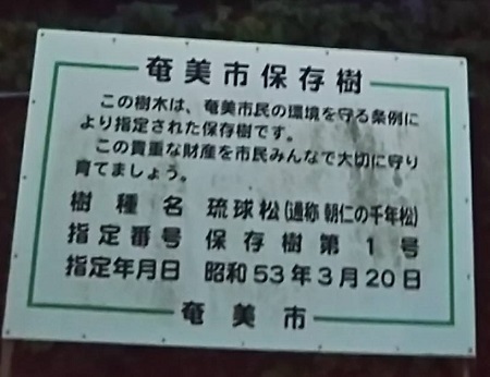 千年松、解体