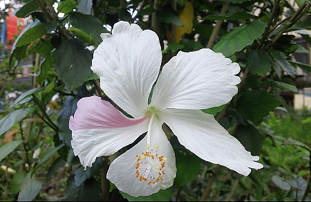 突然変異? 新種?