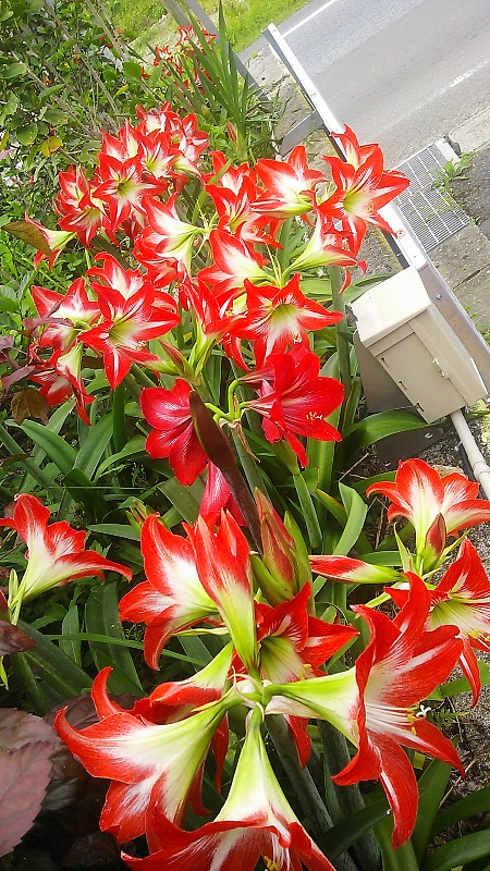 アマリリス