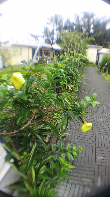 プルメリア