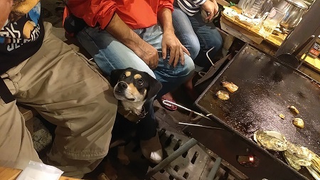 牡蠣が来た