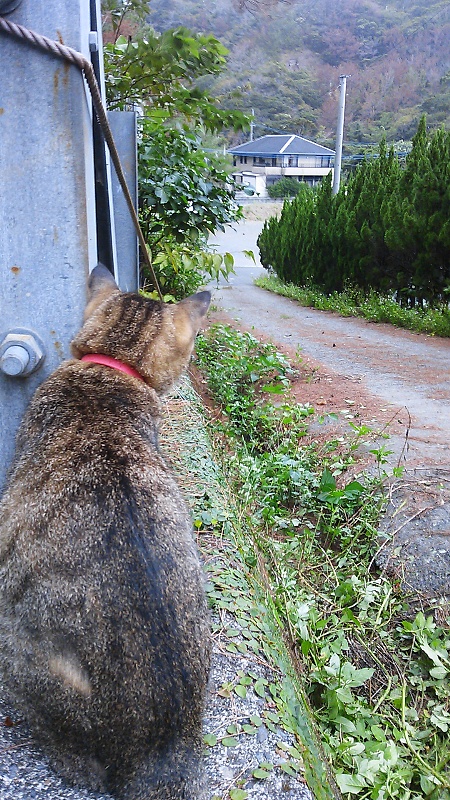 さすがうちの猫