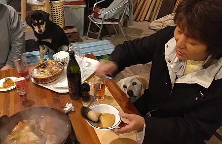 家の猫と犬