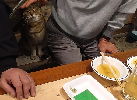 家の猫と犬