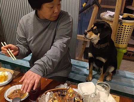家の猫と犬