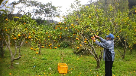 タンカン収穫
