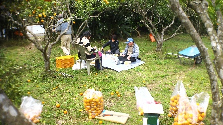 タンカン収穫