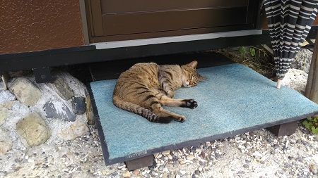 家の猫と犬