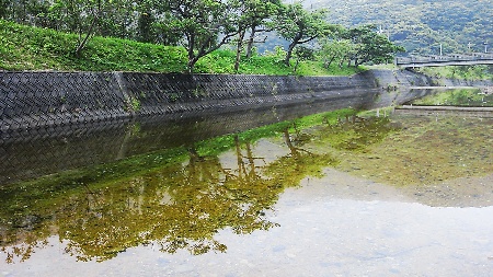 花、花火