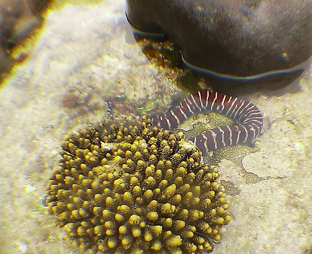 ウツボ