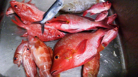 今夜の釣果