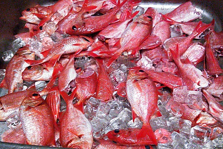 本日の釣果