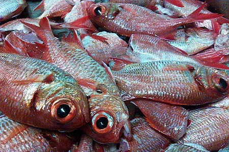 本日の釣果