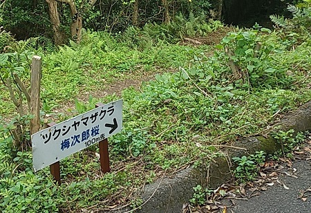 宇検村散策