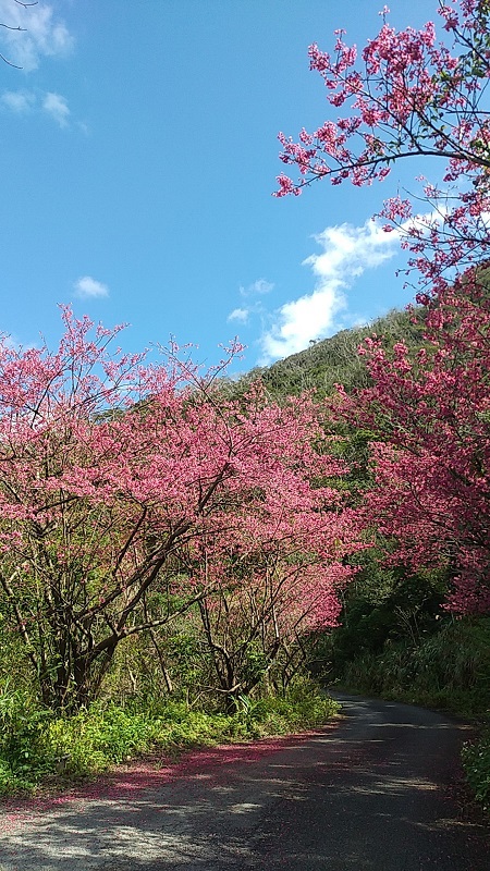 緋寒桜