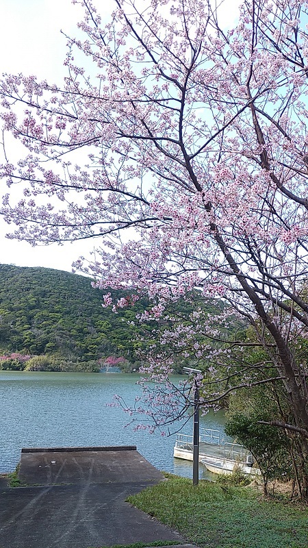 緋寒桜